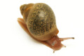 Achatina achatina depravata Ghana juvenil